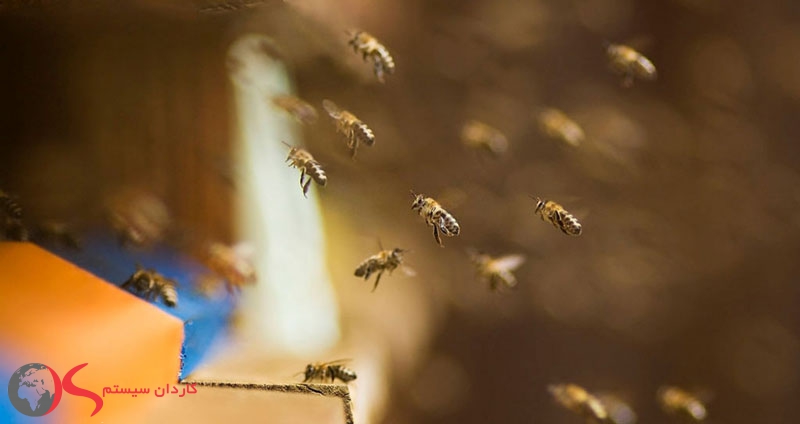 بازاریابی زنبوری و مزایای آن